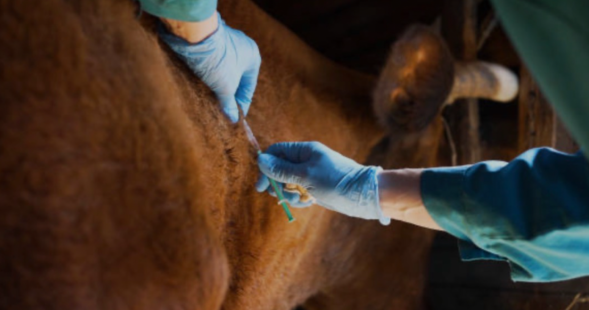 Épidémie bovine, fondations rurales fragiles : quand la crise gagne les prairies