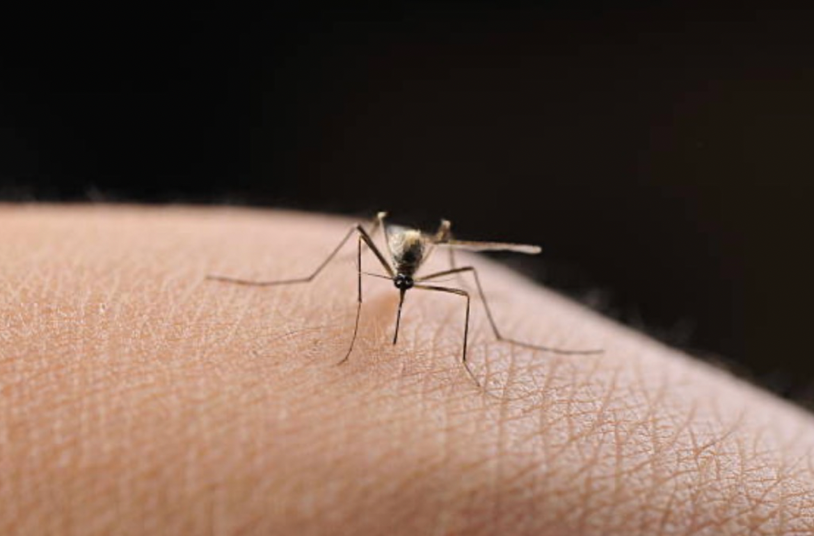 Des moustiques en Islande : le froid abandonne son dernier bastion